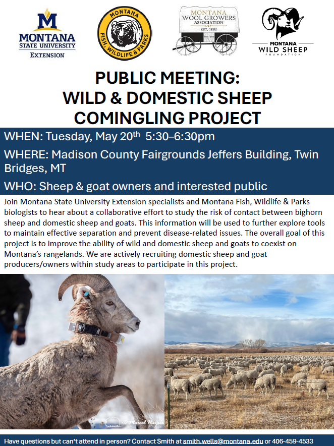 Sheep presentation