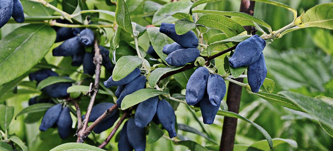 haskap berries on shrub