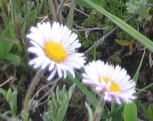 Two Daisies