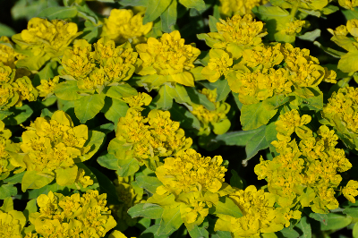 Big yellow flowers