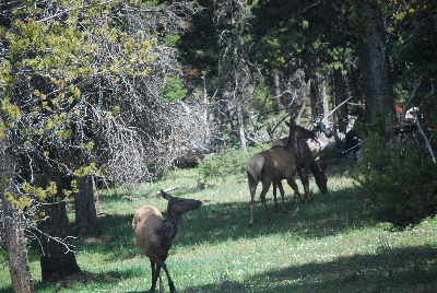 Elk in a forest