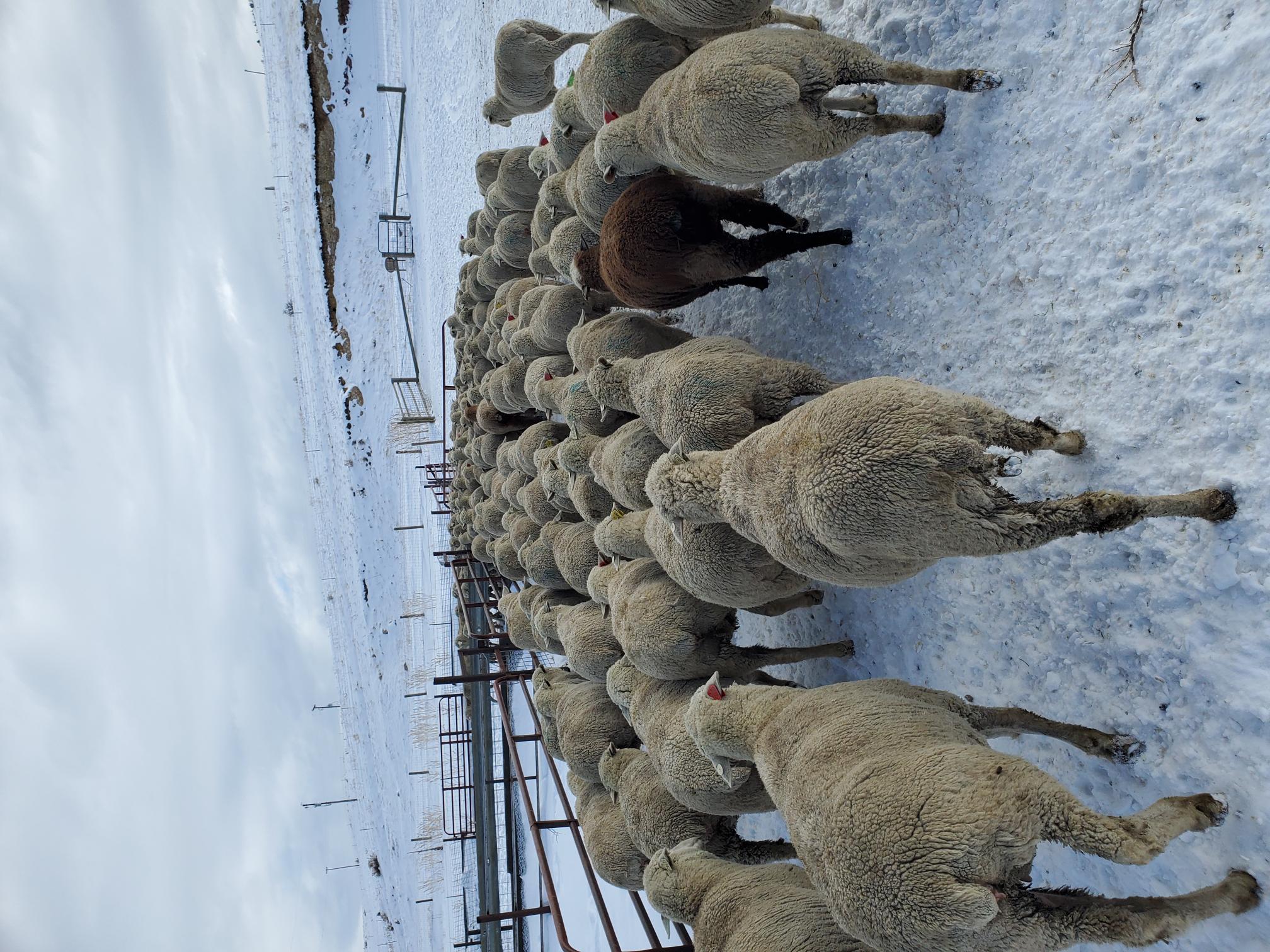 Flock Snow