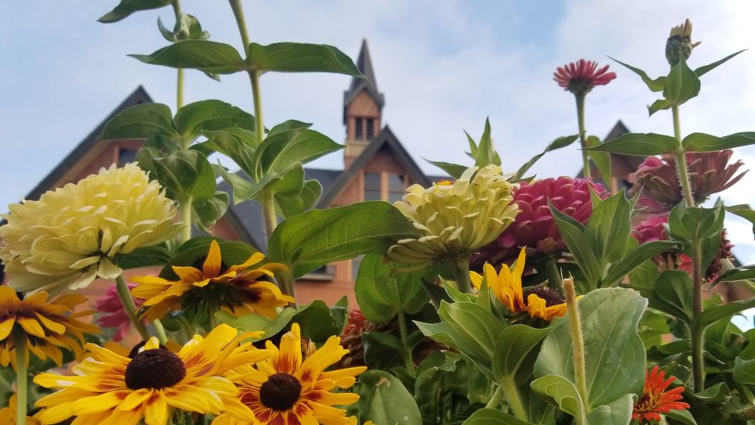 Colorful flowers in front of the Montana Hall building during late summer
