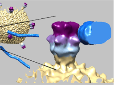 cryo-em image