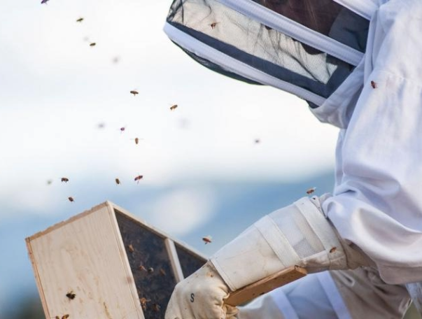 bee keeper