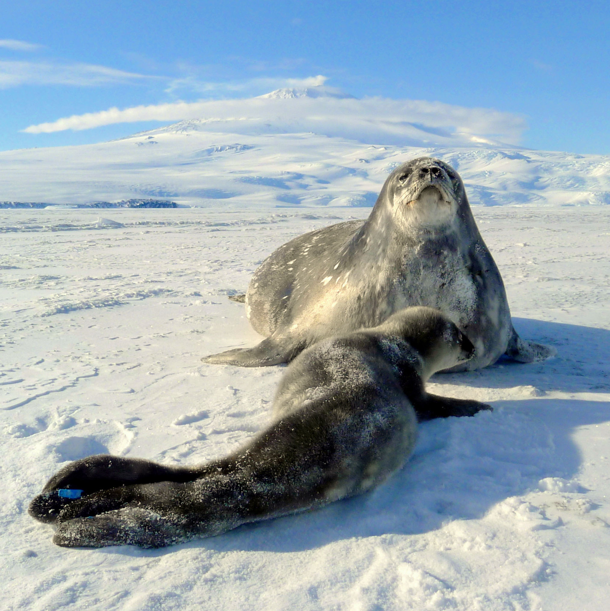 seals on ice