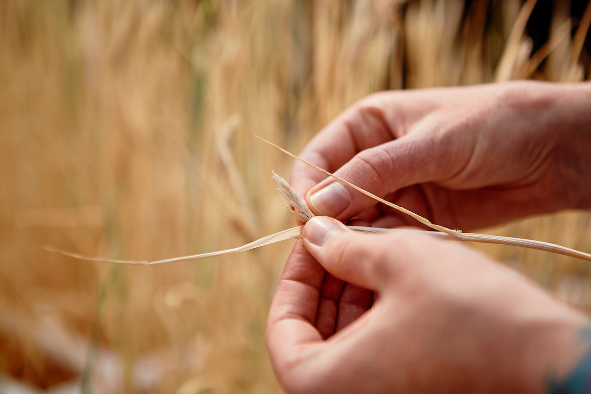 hands and wheat