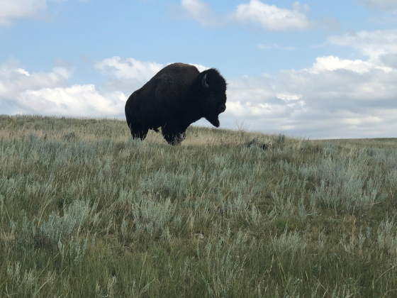 a buffalo standing in a field