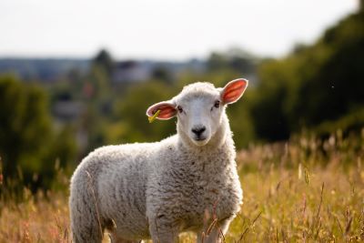 sheep basking in the sunshine